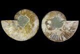 Agatized Ammonite Fossil - Madagascar #135281-1